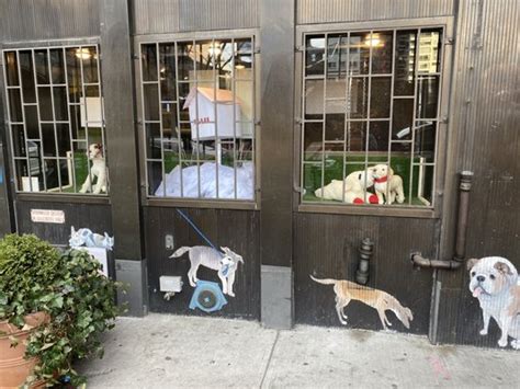 Humane society nyc - Student volunteers must commit to three-hour shifts, three times per week, from June through mid-August. The program fee for accepted applicants is $50. At a minimum, applicants must be entering 10th grade. If you're younger, there are other ways to get involved and support animals and AHS.